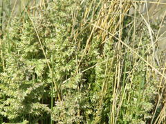 Poa bonariensis