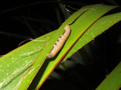 Ichneutica steropastis