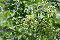 Parthenium fruticosum