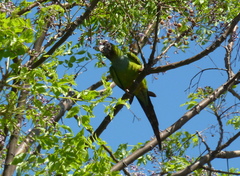 Aratinga nenday