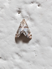 Petrophila jaliscalis
