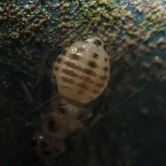 Psocidae