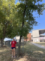 Carya texana