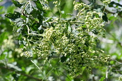 Parthenium fruticosum