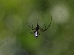 Argyrodes argyrodes