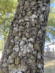 Carya texana