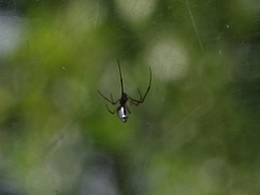 Argyrodes argyrodes