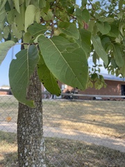 Carya texana