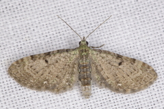 Eupithecia miserulata
