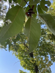 Carya texana