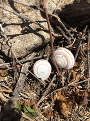 Helminthoglypta dupetithouarsi