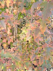Acer ginnala