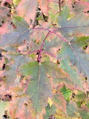 Acer ginnala