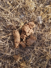 Thomomys talpoides