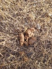 Thomomys talpoides