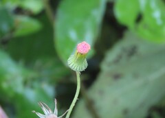 Crassocephalum crepidioides