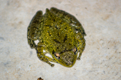 Scinax fuscovarius