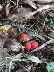 Convallaria