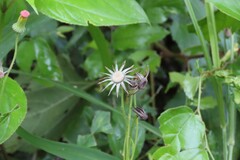 Crassocephalum crepidioides