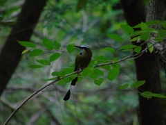 Eumomota superciliosa