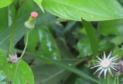 Crassocephalum crepidioides