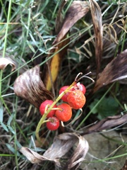 Convallaria