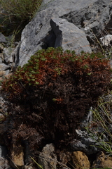 Saxifraga canaliculata