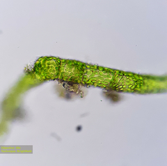 Bryophyta