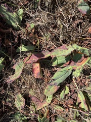Anemopsis californica