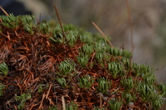 Saxifraga canaliculata