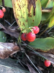 Convallaria