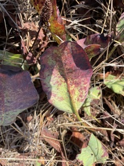 Anemopsis californica