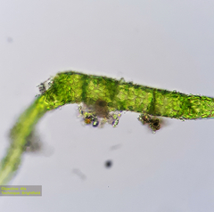 Bryophyta
