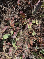 Anemopsis californica