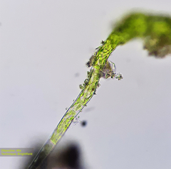 Bryophyta