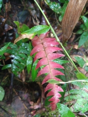 Blechnum occidentale
