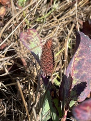 Anemopsis californica