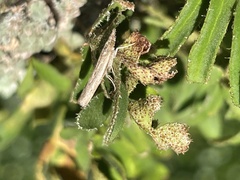 Fissicrambus mutabilis