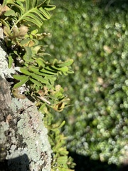 Fissicrambus mutabilis