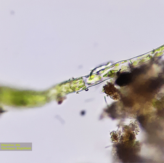 Bryophyta