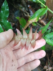 Blechnum occidentale