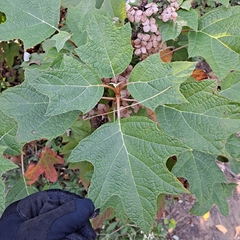 Hydrangea