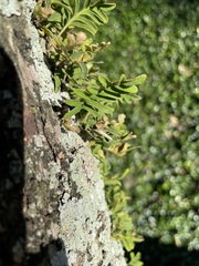 Fissicrambus mutabilis