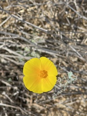Eschscholzia