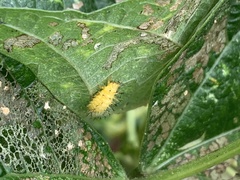 Epilachna varivestis