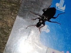 Limodromus