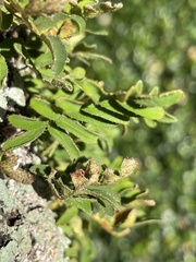 Fissicrambus mutabilis
