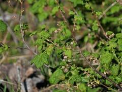 Ribes acerifolium