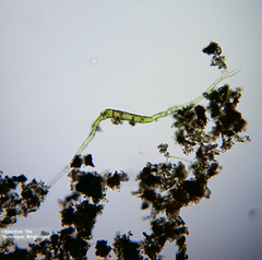 Bryophyta