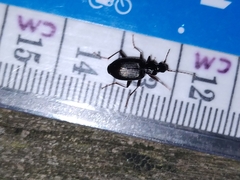 Limodromus